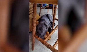 Cute Dog has Loud Snore