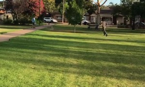 Alpaca Enjoys Playing in the Park
