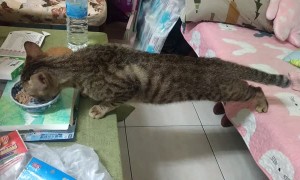 Clever Cat Finds More Food