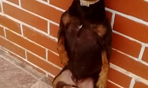 Doggy Scratches Major Itch on Wall