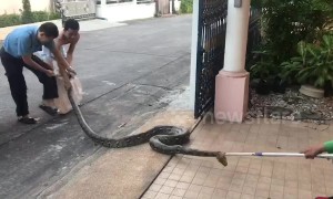 Large python caught in woman's front yard