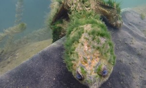 Old Snapping Turtle Says Hi