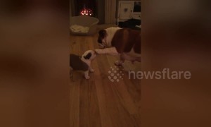 Adorable moment mother bulldog pats her puppy on head