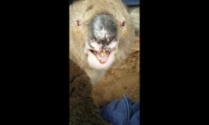 Still think they're cute? Koala "roar" sounds like massive  burb