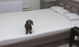 Dachshund puppy loses his when allowed to play on the bed