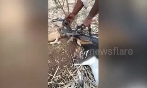 Two deer rescued after getting antlers entangled in irrigation pipes
