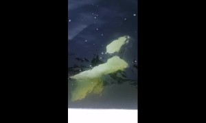 Curious killer whale investigates tourist boat in the Strait of Georgia in rare sight