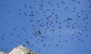 Stunning footage shows flock of choughs menaced by lone golden eagle