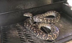 Australia Day BBQ Snake Surprise