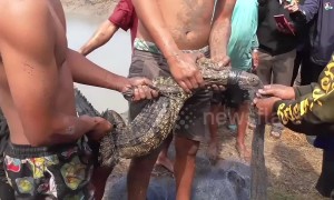 Thai teenagers help rescuing escaped crocodile feasting in fish pond