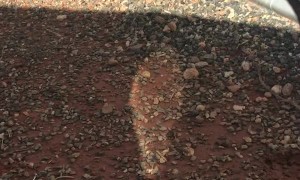 Kangaroo Joey Enjoys Refreshing Water