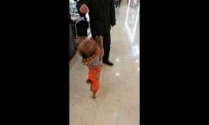 Smart poodle stands on two legs and dances to beg for food