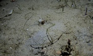 Diver Catches Octopus Burying Itself in Sand