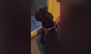 Dog who Wants to go Out has Strange Bark