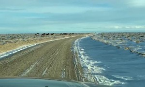 Wyoming’s Wild Horses