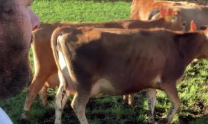 Conversing with Cows