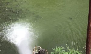 Fish Flock to Fresh Water