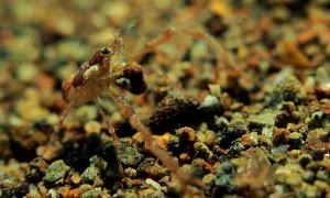Small Crab Polishes Sea Stones