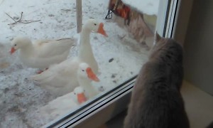 Cute Cat Plays with Geese Through Window
