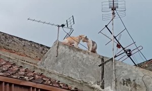 Couple of Cats Tussle and Tumble