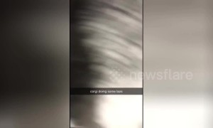 Corgi runs laps around snow race track built by his owner