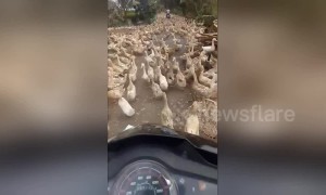 What the duck? Feathered flock blocks road, frustrating motorcyclist