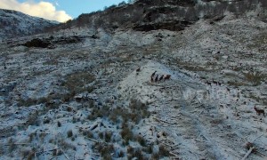 Winter wonderland: drone films herd of red deer in Scottish Highlands
