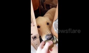 Lonely dogs determined to make owner feel guilty for leaving home