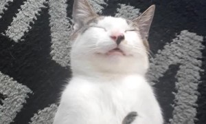 Kitten Too Sleepy to Be Bothered