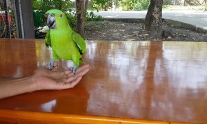 Amazing Acrobat Parrot Somersault Trick