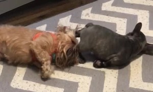 French Bulldogs Strange Way of Getting Attention