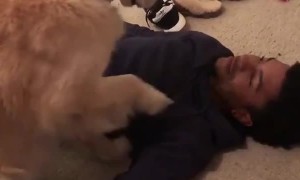 Dog Needs to Be Pet At All Times