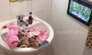 Relaxed to the max! Bengal cat enjoys spa day in a bathroom sink