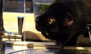 Cat is Captivated by Faucet