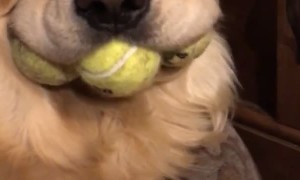 Dog's Mouth Stuffed with Tennis Balls