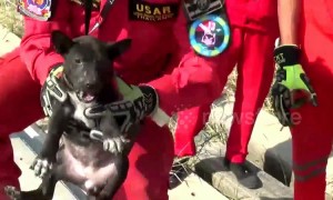 Four puppies rescued after spending two days trapped under concrete electricity posts