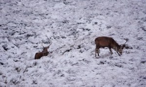 Herd of red deer frolic in Highlands winter snow