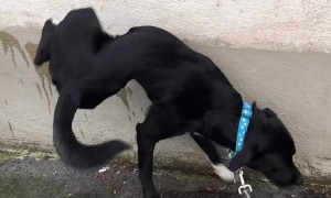 Three Legged Pup Does His Business While Balancing