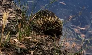 Thirsty Echidna Takes a Dip in a Dam
