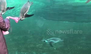 Penguins go crazy for child's stuffed flamingo toy at Chester zoo