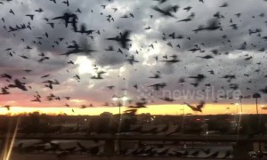 'Bird-pocalypse' takes over the skies on a Texas highway