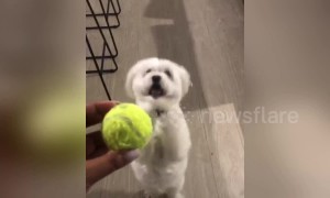 Desperate dog has hilarious way of begging for toys