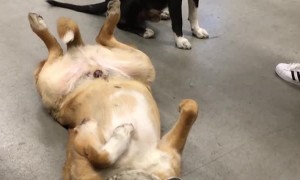 Customers Love on These Cool Canines