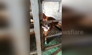 Clever calf uses tongue to open door to its enclosure