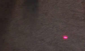 Cat Claws Carpet Chasing Laser Pointer