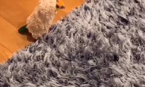 Cute Little Parrot is Winter Fashion Ready