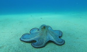 Octopus Glides Along Ocean Floor