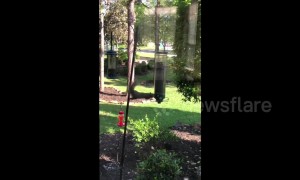 Not so agile! Squirrel goes for a spin on bird feeder