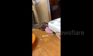 Dog fails at sneaking leftovers from kitchen table