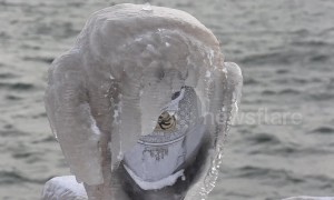 Freezing polar vortex leaves Toronto lakefront encased in ice